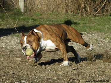 CH. ROCKSTONE TRACTOR